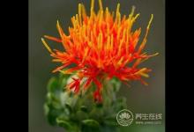 夏季養心護心就吃這幾種食物