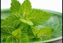 夏季辦公室族易患風熱感冒？ 3款薄荷飲品可治愈