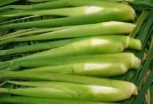 夏季養生 莫忘“水中四寶”！