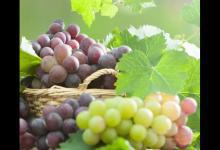 秋季養生法則：常吃葡萄，能收獲3大好處