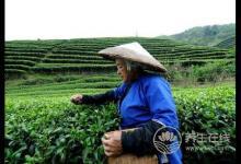 谷雨時(shí)令健脾胃，兩大食材來助陣