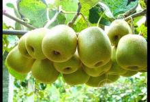 上火吃什么水果，最有效的降火食物在這里