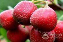 春季適合吃什么水果?