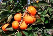 秋天水果豐收，好吃又營(yíng)養(yǎng)，但千萬(wàn)不要過(guò)量