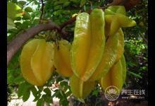 8月份不可錯(cuò)過的水果，味美營養(yǎng)養(yǎng)生