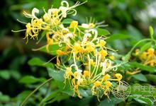 夏季降火最有用的6種食物，老上火的都收好了