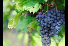 夏季要補(bǔ)氣，為你推薦5種食物