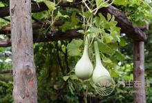 三伏天降火，清熱“三方飲”正合適