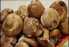 秋季多吃菌類，營養豐富，對身體好處多多