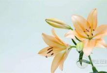 夏季養生這點事，你應該提前知道？