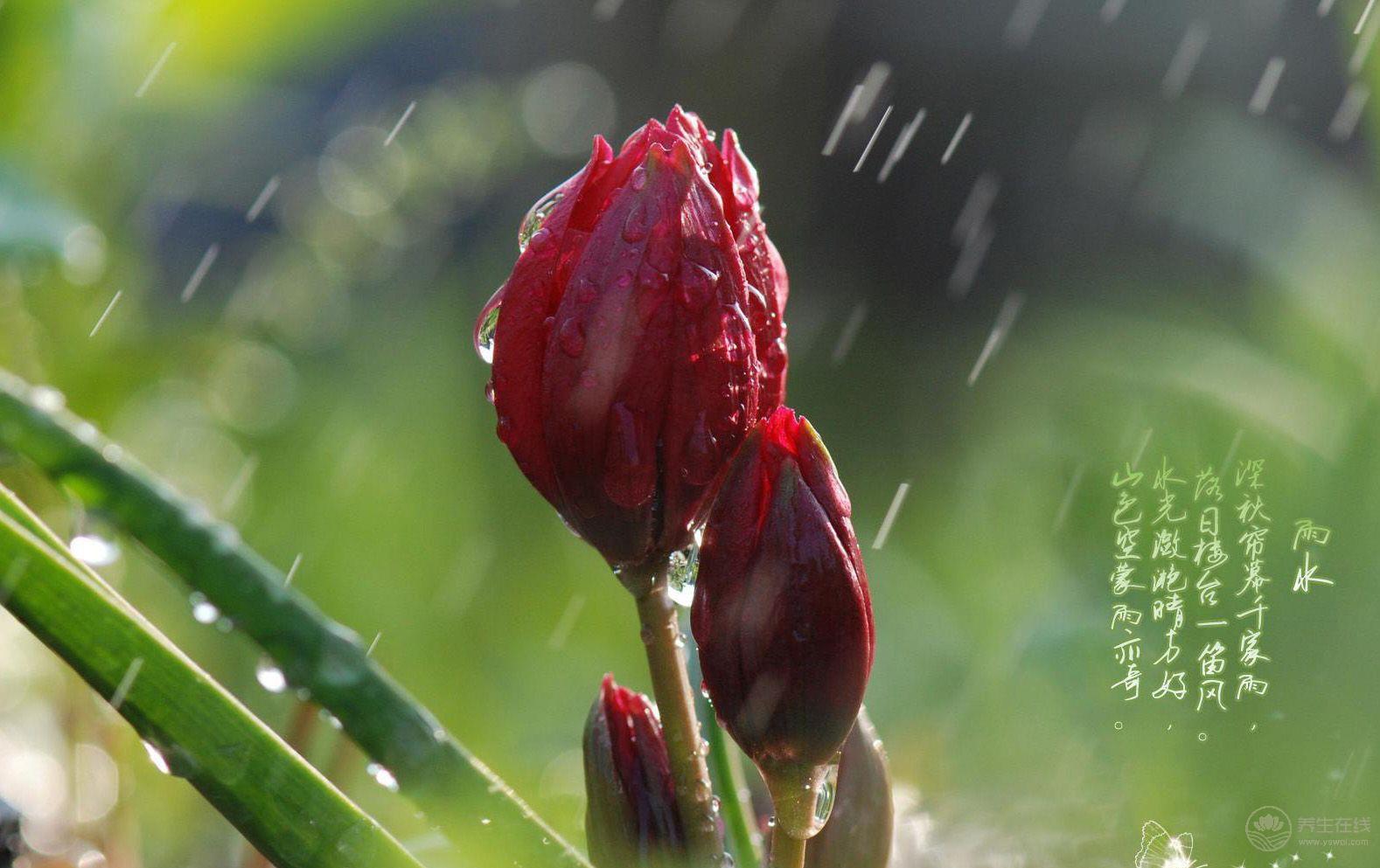 雨水節氣吃這七道菜最養生