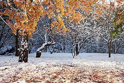 細數小雪節氣養生藥膳