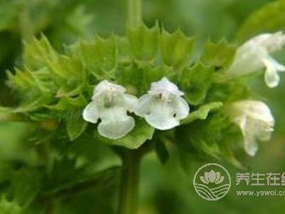 大暑細節有哪些?大暑有哪些養生方法?