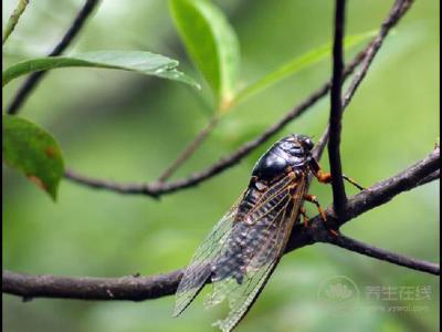 處暑節(jié)氣適合喝什么湯?處暑養(yǎng)生湯的功效和作用是什么?