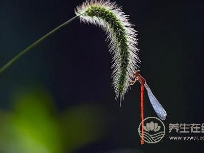 處暑節氣的含義是什么?處暑后就涼快了嗎?