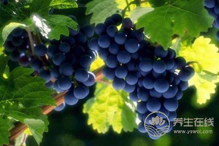 秋分習俗要吃什么?秋分禁忌吃什么?-易網健康養生網 秋分習俗要吃什么?秋分禁忌吃什么?