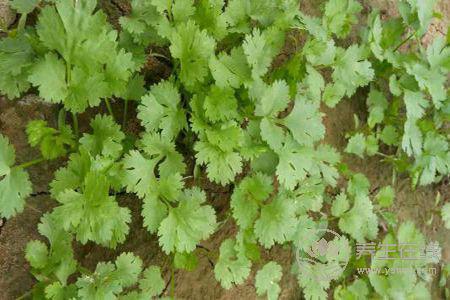 秋季皮膚起癬怎么辦?秋季皮膚起癬原因有哪些?