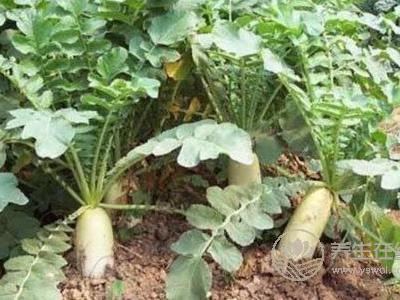 國慶節吃什么養生?國慶節養生食物有哪些?