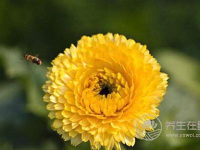 重陽節吃什么食物對人的身體最好?重陽節的飲食禁忌有哪些?