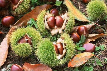 霜降養生吃板栗好嗎?霜降吃板栗的功效是什么?-易網<a href=http://m.henggaotouzi.com/ target=_blank class=infotextkey>健康養生</a>網 霜降養生吃板栗好嗎?霜降吃板栗的功效是什么?