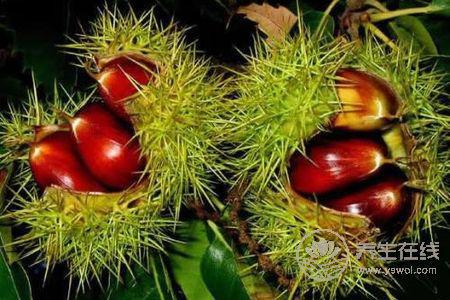 霜降養生吃板栗好嗎?霜降吃板栗的功效是什么?-易網健康養生網 霜降養生吃板栗好嗎?霜降吃板栗的功效是什么?