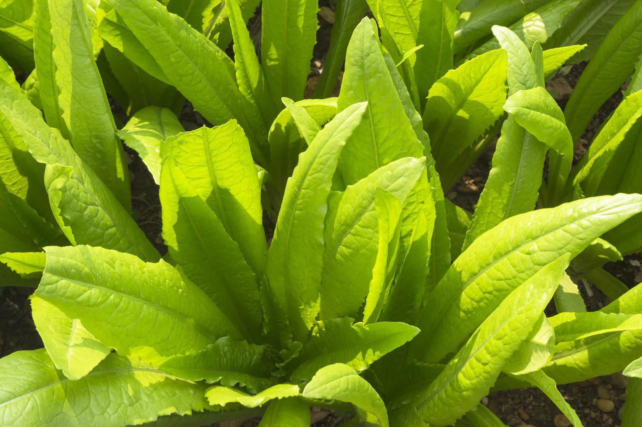 春天對(duì)咽喉好的食物，抓緊時(shí)間補(bǔ)充營(yíng)養(yǎng)