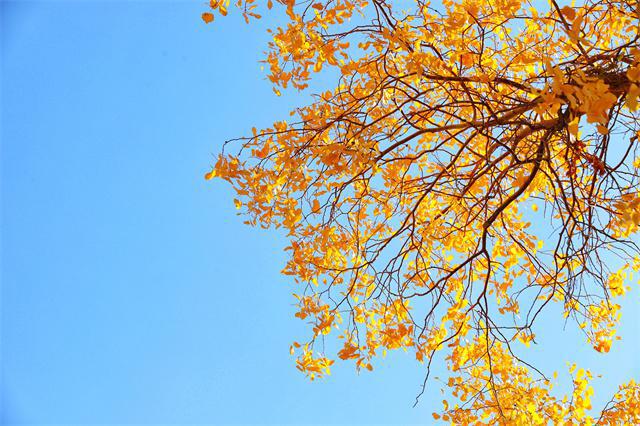 如何預防秋老虎？秋老虎時期吃什么好？