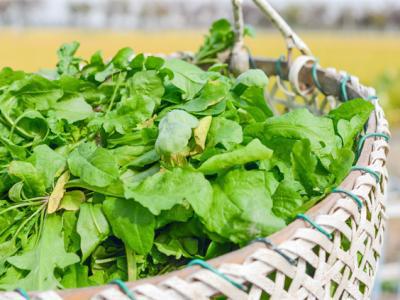 立春野菜生，這些野菜既營養又美味