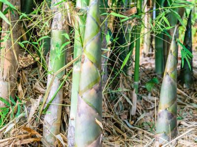 立春養(yǎng)生禁忌 春天應(yīng)該注意什么？