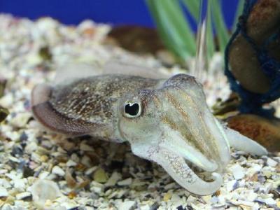 夏天祛濕養胃吃什么好 夏天養胃推薦3款祛濕養胃美味