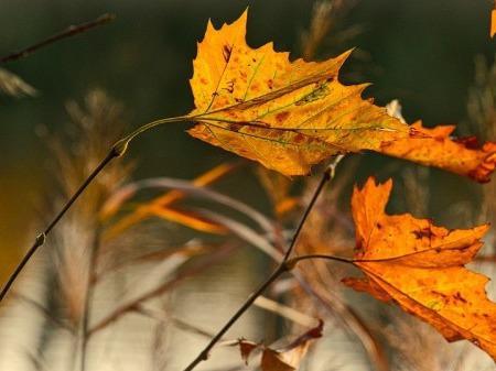 秋季<a href=http://m.henggaotouzi.com/jkys/ target=_blank class=infotextkey>養生</a>指南:霜降養生 重在避寒-易網<a href=http://m.henggaotouzi.com/ target=_blank class=infotextkey>健康養生</a>網 <a href=http://m.henggaotouzi.com/tags-秋季養生.html target=_blank class=infotextkey>秋季養生</a>指南:霜降養生 重在避寒