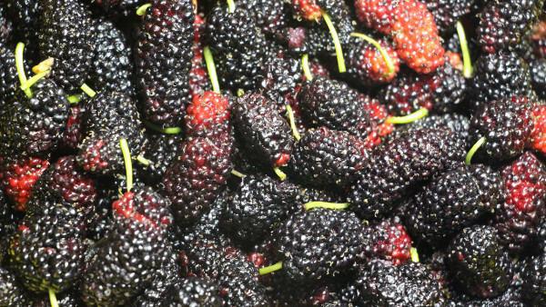 冬季吃什么補(bǔ)腎壯陽？必備食物吃這些