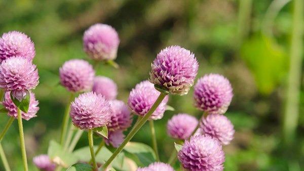今日白露  秋天要來了