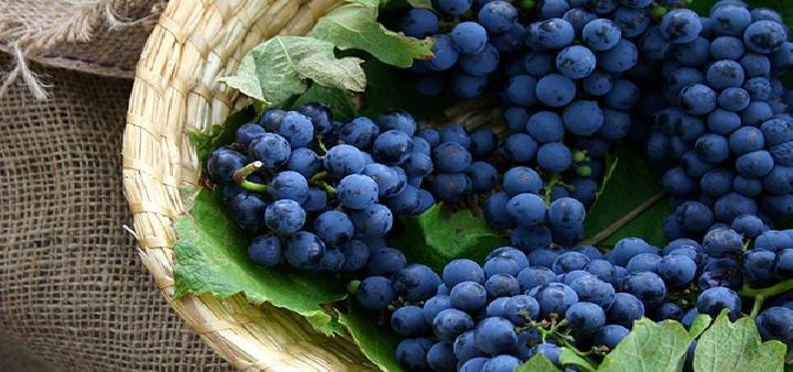 冬季大雪吃什么養生 大雪養生吃什么水果好