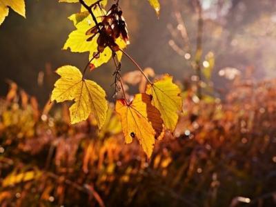 重陽節(jié)養(yǎng)生全攻略 中老年人一定要看