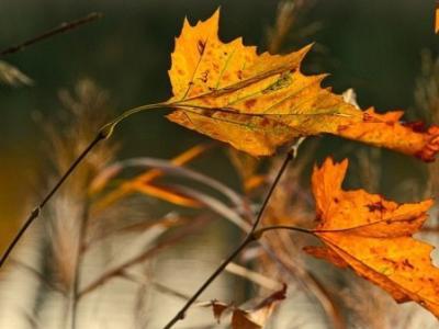 秋季養生指南：霜降養生 重在避寒