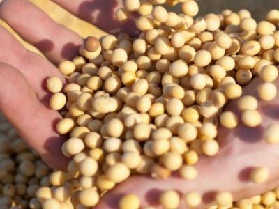 素食者冬天吃什么？多吃豆類