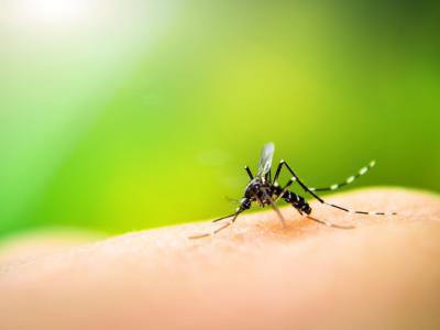 家里的蚊子是從哪兒來的？知道這個答案，減少蚊子滋生