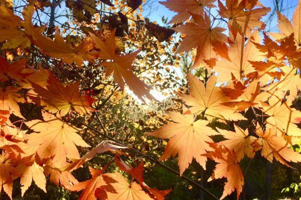 秋分屬于什么季節