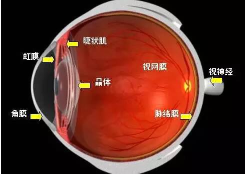 影響近視防控效果的主要因素！