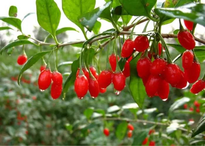 眼睛易疲勞？六種食物為您撐起保護(hù)傘！