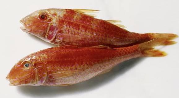 吃什么可以預(yù)防近視？