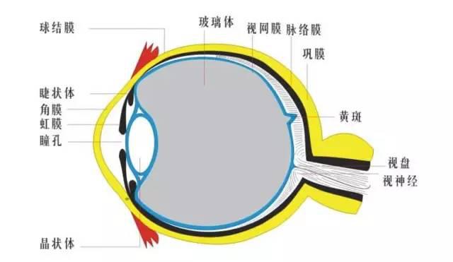 影響近視防控效果的主要因素！