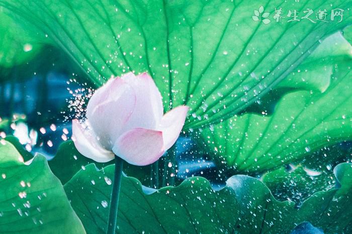 午時(shí)花的藥用價(jià)值_午時(shí)花的副作用