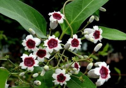 雞矢藤的功效與作用及禁忌-易網健康<a href=http://m.henggaotouzi.com/jkys/ target=_blank class=infotextkey>養生</a>網 雞矢藤的功效與作用及禁忌