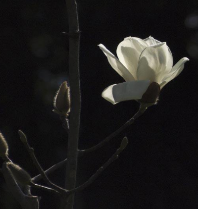 山玉蘭的功效與作用及禁忌