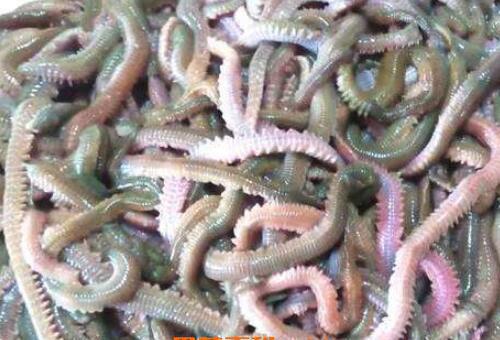 海蜈蚣的功效與作用 海蜈蚣怎么殺