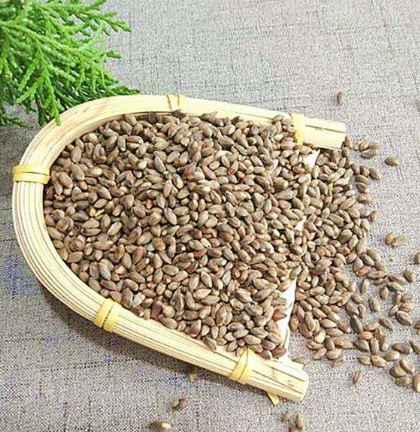 柏樹籽的作用與功效