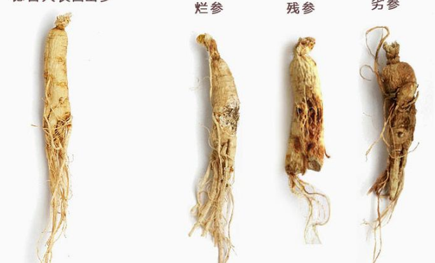 人參條的功效與作用及禁忌