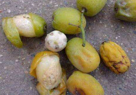 鼻涕果的功效與作用及禁忌